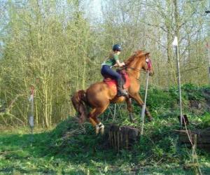 Technical Course Equestrian Competition, tests the understanding between horse and rider through various tests. puzzle