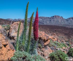 Tenerife bugloss, Tenerife puzzle