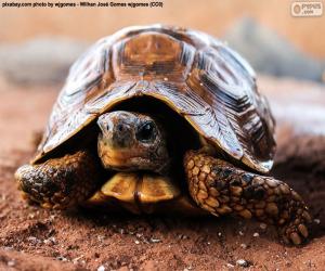 Terrestrial turtle puzzle