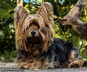 Terrier dog puzzle