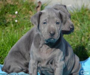 Thai Ridgeback puppies puzzle