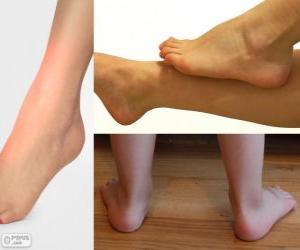 The ankle, or talocrural region, is the region where the foot and the leg meet puzzle