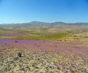 The Atacama desert in Chile florid puzzle