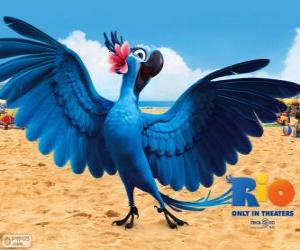 The beautiful Jewel is a female macaw in the movie Rio puzzle