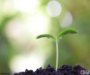 The birth of a plant puzzle