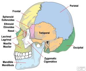 The bones of the human skull puzzle