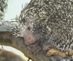 The Brazilian porcupine puzzle