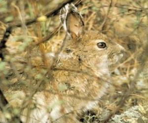 The brush rabbit puzzle