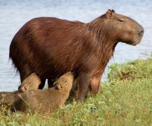 The capybara is the largest rodent in the world puzzle
