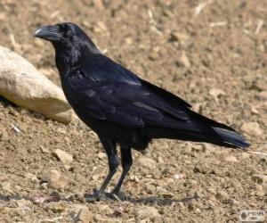 The Carrion Crow puzzle