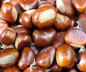 The chestnut, the fruit of the chestnut tree puzzle