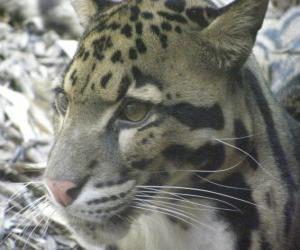 The clouded leopard puzzle