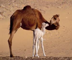 The Dromedary or Arabian camel puzzle