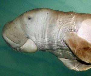 the dugong is a herbivorous sirenian eat algae on the shores of Indian Ocean puzzle