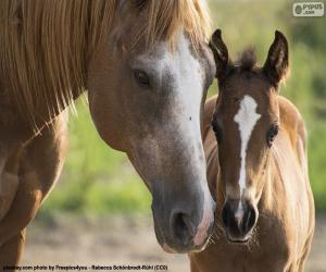 The face of a mare and a colt puzzle