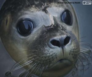The face of a seal puzzle