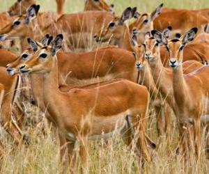 The Gazelles puzzle