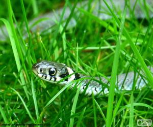 The grass snake puzzle