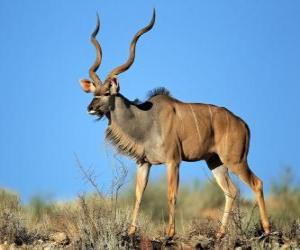 The greater kudu puzzle