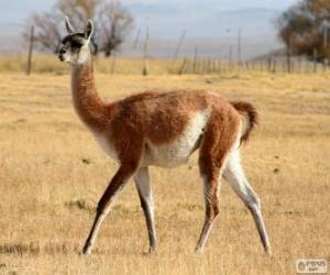 The guanaco puzzle