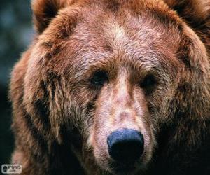 The head of a large bear puzzle