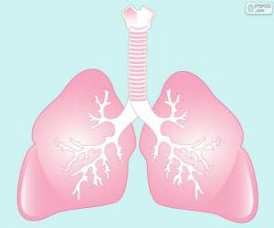 The lungs puzzle
