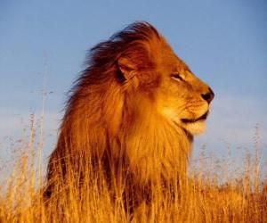 the male lion with his mane puzzle