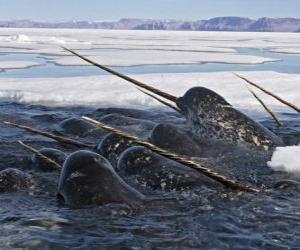the male narwhal has an enormous tusk of up to three meters in length puzzle