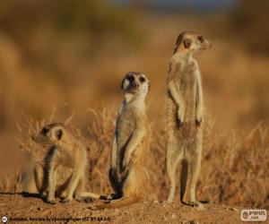 The meerkat or suricate puzzle