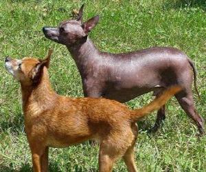 The Mexican Hairless Dog is a rare, hairless breed of dog whose size varies greatly. It is also known as Xoloitzcuintle puzzle