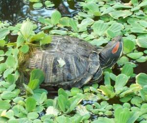 The red-eared slider puzzle