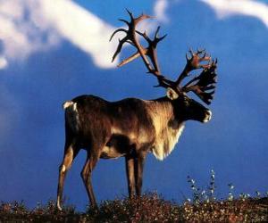 the Reindeer or Caribou puzzle