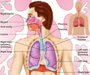 The Respiratory System (English) puzzle