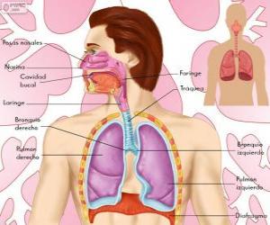 The Respiratory System (Spanish) puzzle