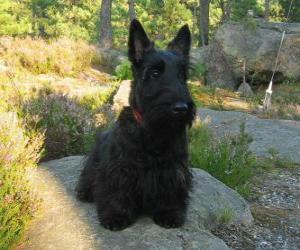 The Scottish Terrier, or Scottie, is a breed of dog puzzle