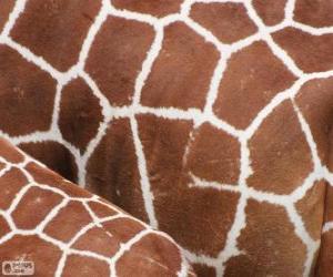 The skin of the giraffes puzzle