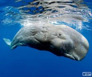 The sperm whale puzzle