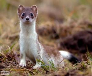 The stoat, ermine or short-tailed weasel, is a species of carnivorous mammal puzzle