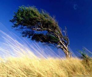 The strong wind hits a tree puzzle