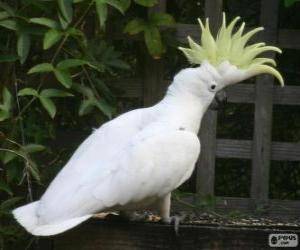 The Sulphur-crested Cockatoo puzzle