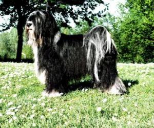 The Tibetan Terrier is not a member of the terrier group puzzle