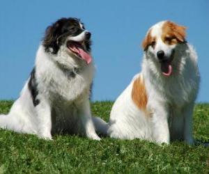 The Tornjak is a mountain sheep dog native to Bosnia and Herzegovina and Croatia puzzle