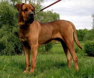 The Tosa is a breed of dog of Japanese origin that is considered rare puzzle
