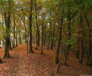 The trees of a forest puzzle