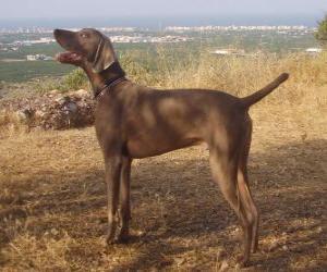 The Weimaraner is a dog that was originally bred for hunting puzzle