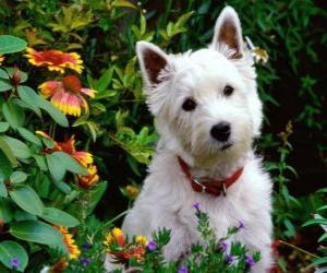 The West Highland White Terrier, commonly known as the Westie, is a breed of dog with a distinctive white coat puzzle
