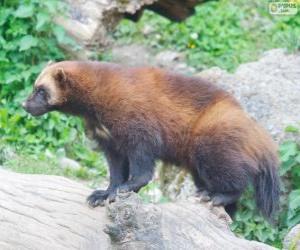 The wolverine, also referred to as glutton, carcajou, skunk bear, or quickhatch puzzle