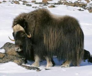 The yak puzzle