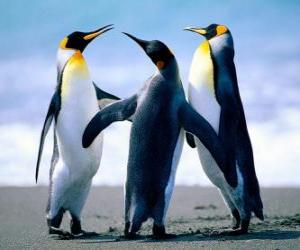 Three beautiful penguins puzzle