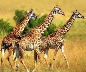 Three giraffes puzzle